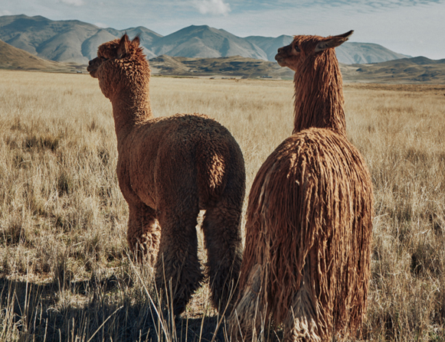 Exploring Alpaca textiles with Incalpaca